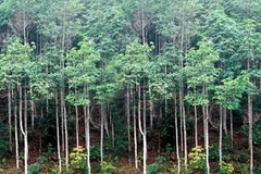 Rừng sản xuất. (Nguồn: Internet)