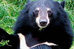 Gấu ngựa. (Nguồn: Internet)