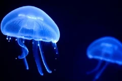 Sứa biển. (Nguồn: Internet)