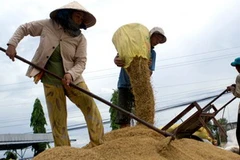 Thu hoạch lúa hè thu sớm tại xã Vĩnh Thuận Tây, huyện Vị Thủy, tỉnh Hậu Giang. (Ảnh: Duy Khương/TTXVN)