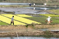 Nông dân Bắc Bộ xuống đồng gieo cấy lúa vụ Xuân. (Ảnh: Ngọc Hà/TTXVN)