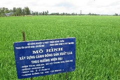 Một cánh đồng mẫu lớn ở Đồng Tháp. (Nguồn: TTXVN)