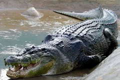 Lolong, con cá sấu nước mặn khổng lồ dài 6,12m. (Nguồn: abc.net.au) 