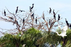 Chim đậu ở Vườn chim Bạc Liêu. (Ảnh: Duy Khương/TTXVN)