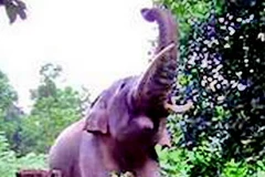 Một con voi rừng ở Khu Bảo tồn thiên nhiên và di tích Vĩnh Cửu. (Nguồn: Internet) 