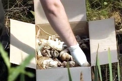 Một thùng chứa phôi thai người được phát hiện. (Nguồn: RT)