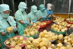 Chế biến dứa xuất khẩu. (Ảnh: Đình Huệ/TTXVN)