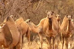 Lạc đà hoang dã ở Australia. (Nguồn: Internet)