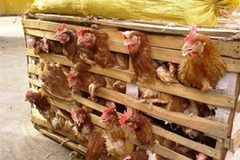 Ảnh minh họa. (Nguồn: Internet)