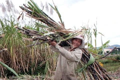 Năng suất mía tăng cao giúp cải thiện thu nhập của người nông dân trồng mía. (Ảnh; Trần Thế Lâm/TTXVN)