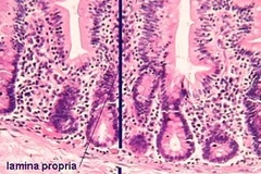 Mô tế bào. Ảnh minh họa. (Nguồn: Internet)