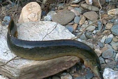 Cá Chạch. (Nguồn: Internet)