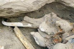 Phần đầu xác con voi ma mút được tìm thấy ở Bán đảo Taimyr miền Bắc nước Nga. (Nguồn: AP)