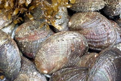 Bào ngư Bạch Long Vĩ. (Nguồn: ngoquyen.gov.vn)