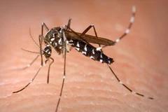 Ảnh minh họa. (Nguồn: khoahoc.com.vn)