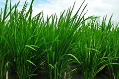 Hai gốc lúa bên trái được cấy gen PSTOL-1 phát triển cao hơn hai gốc lua không cấy gen này bên phải. (Nguồn: irri.org)