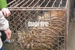 Cá thể hổ thu giữ được tại Yên Thành. (Nguồn: báo Tuổi Trẻ) 