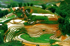 Ảnh minh họa. (Nguồn: Internet)