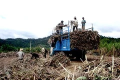 Người dân Sơn Hòa thu hoạch mía trong những ngày giáp Tết. (Ảnh: báo Phú Yên)