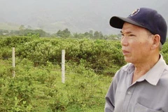 Quanh sân bay A So nay phủ xanh cây bồ kết làm hàng rào ngăn độc dioxin (Nguồn: SGGP)