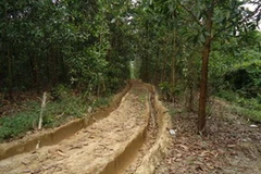 Con đường bảo vệ rừng bị xe chở gỗ cày nát. (Nguồn: tintucplus.vn)