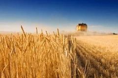 Ảnh minh họa. (Nguồn: Internet)