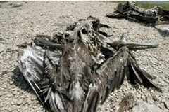 Nhiều xác chim bị chết chưa rõ nguyên nhân tại Peru (Ảnh : Nguồn Internet)