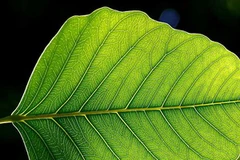 Chất diệp lục khiến lá có màu xanh. (Ảnh minh họa, nguồn: Internet)