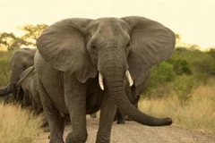 Voi rừng đang đối mặt với nguy cơ tuyệt chủng vì nạn săn bắt ngà voi. Ảnh minh họa. (Nguồn: vietnamnationalparks.com)