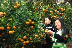 Thu hoạch quýt ở Bắc Kạn. (Nguồn: baobackan.org.vn)