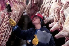 Kiểm tra thịt xuất khẩu ở New Zealand. (Nguồn: topnews.net.nz)