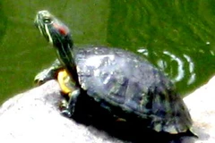 Rùa tai đỏ. (Ảnh: Thế Lập/TTXVN)