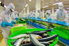 Chế biến sản phẩm cá tra xuất khẩu. (Ảnh: Duy Khương/TTXVN)