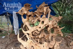 Gốc xá xị có đường kính trên 2 mét có giá gần 20 triệu đồng. (Nguồn: báo An ninh Thủ đô)