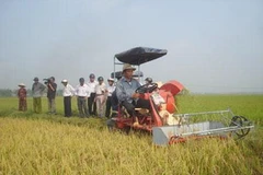Thu hoạch lúa trên cánh đồng lúa giống ở xã Hòa Tiến, Đà Nẵng. (Nguồn: nongnghiep.vn)