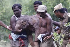 Chú voi con bị bỏ rơi được các nhân viên khu bảo tồn Odanthurai chăm sóc. (Nguồn: Thehindu.com)