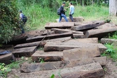 Số gỗ từ 15 cây gỗ quý được trục vớt dưới sông vào ngày 15/11 vừa qua. (Nguồn: nld) 