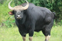 Bò tót đang trở thành mục tiêu săn bắt của nhiều đối tượng. (Nguồn: Internet)