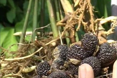 Quả sa nhân tím. (Nguồn: qrt.vn)