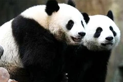 Ảnh minh họa. (Nguồn: Internet)