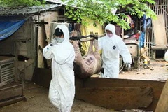 Lực lượng thú y tiêu hủy lợn mắc bệnh tai xanh ở xã Triệu Đông, huyện Triệu Phong, Quảng Trị. (Ảnh: Hồ Cầu/TTXVN)