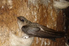 Ninh Thuận công bố hết dịch H5N1 trên đàn chim yến