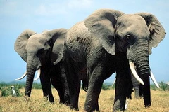 Ảnh chỉ mang tính minh họa. (Nguồn: Internet)