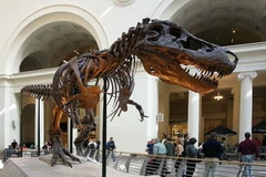 Một bộ xương khủng long tyrannosaurus. (Nguồn: Internet)