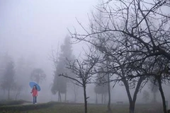 Ảnh minh họa. (Nguồn: Internet)