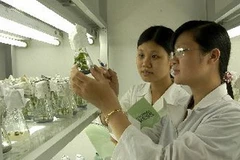 Ảnh minh họa. (Nguồn: TTXVN)