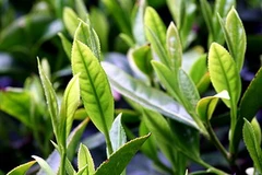 Ảnh chỉ mang tính minh họa. (Nguồn: Internet)