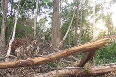 Rừng trong khu vực đất rừng giao cho Sasco bị chặt phá. (Nguồn: nguoiduatin.vn)