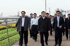 Chủ tịch nước Trương Tấn Sang thăm cánh đồng hoa của xã Tây Tựu. (Ảnh: Nguyễn Khang/TTXVN)