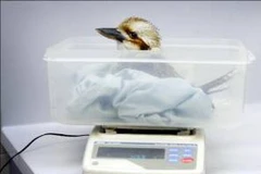 Ảnh minh họa. (Nguồn: TT&VH)